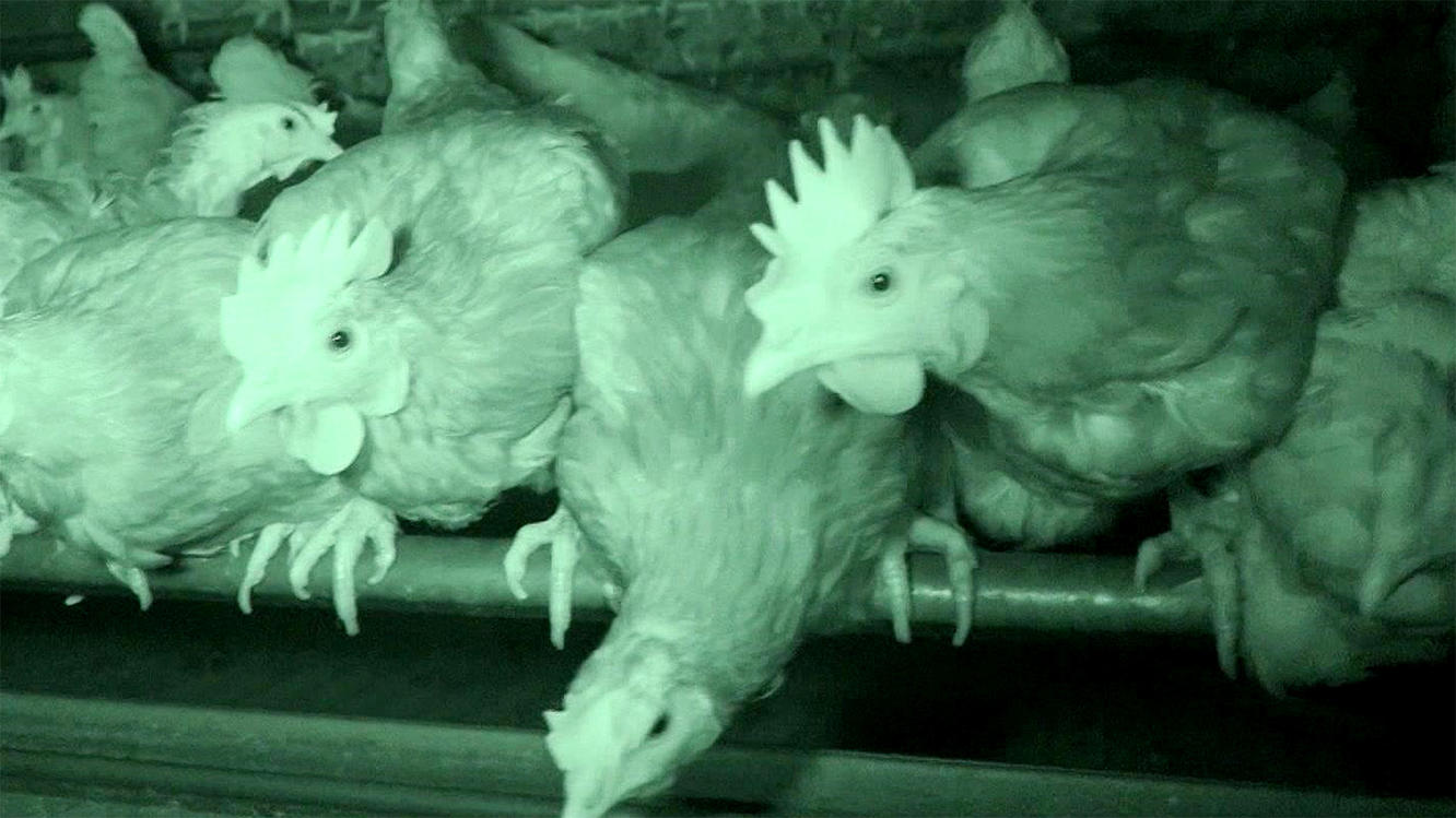 Hundkatzemaus Thema Heute Ua Nachhaltigkeit Hilfe Für Hühner In Not