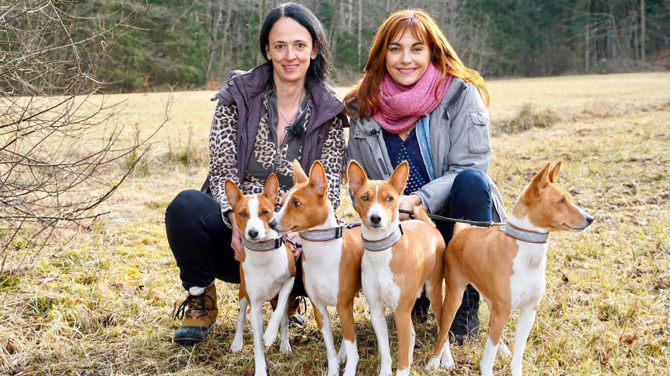 Hundkatzemaus Thema Heute Ua Rasseportrait Basenjis