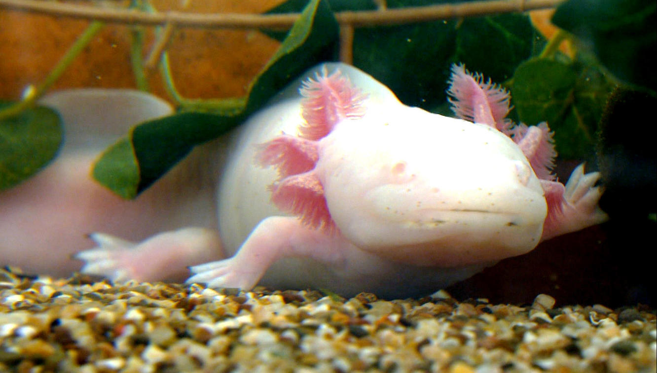 hundkatzemaus - Axolotl - Wunder der Natur! - 